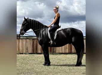 Draft Horse, Castrone, 8 Anni, 163 cm, Morello