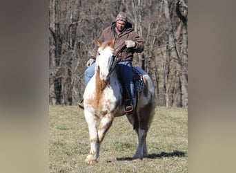 Draft Horse, Castrone, 8 Anni, 163 cm, Overo-tutti i colori