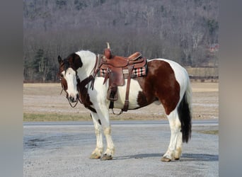 Draft Horse Mix, Castrone, 8 Anni, 163 cm