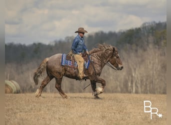 Draft Horse, Castrone, 8 Anni, 163 cm, Roano rosso