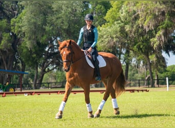 Draft Horse Mix, Castrone, 8 Anni, 163 cm, Sauro ciliegia