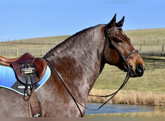 Draft Horse Mix, Castrone, 8 Anni, 170 cm, Baio roano