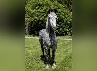 Draft Horse, Castrone, 8 Anni, 170 cm, Grigio pezzato