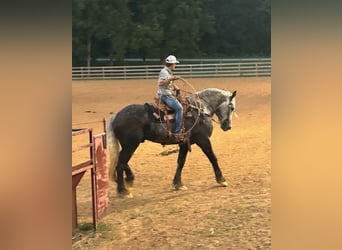 Draft Horse, Castrone, 8 Anni, 173 cm, Grigio pezzato