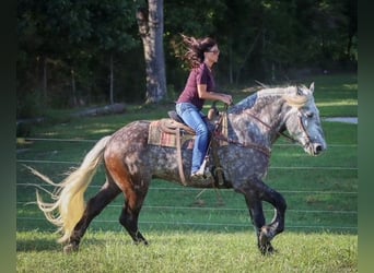 Draft Horse, Castrone, 8 Anni, 173 cm, Grigio pezzato