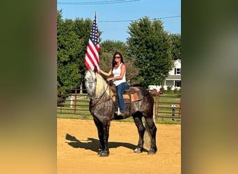Draft Horse, Castrone, 8 Anni, 173 cm, Grigio pezzato