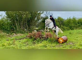 Draft Horse, Castrone, 8 Anni, 177 cm, Grigio