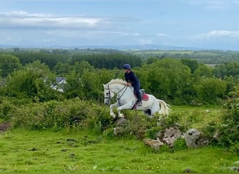 Draft Horse, Castrone, 8 Anni, 177 cm, Grigio