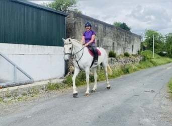 Draft Horse, Castrone, 8 Anni, 177 cm, Grigio