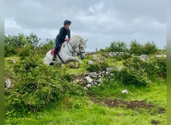 Draft Horse, Castrone, 8 Anni, 177 cm, Grigio