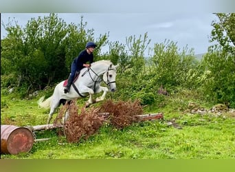 Draft Horse, Castrone, 8 Anni, 177 cm, Grigio