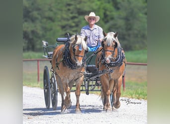 Draft Horse Mix, Castrone, 8 Anni