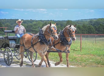 Draft Horse Mix, Castrone, 8 Anni