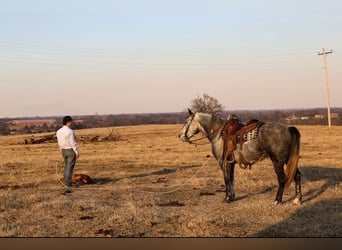 Draft Horse Mix, Castrone, 8 Anni, Grigio
