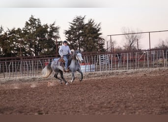 Draft Horse Mix, Castrone, 8 Anni, Grigio