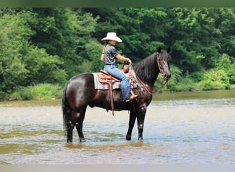 Draft Horse Mix, Castrone, 8 Anni, Morello