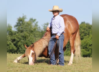 Draft Horse, Castrone, 8 Anni, Overo-tutti i colori