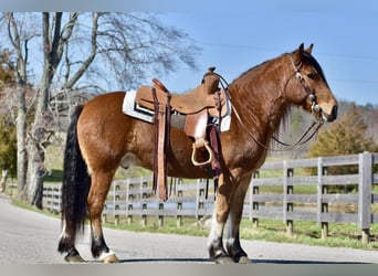 Draft Horse Mix, Castrone, 9 Anni, 142 cm, Baio ciliegia
