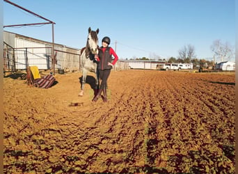 Draft Horse, Castrone, 9 Anni, 150 cm, Grigio