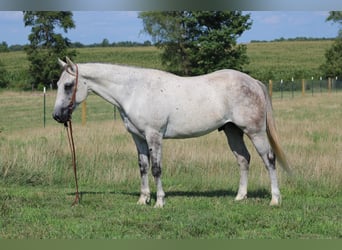 Draft Horse, Castrone, 9 Anni, 152 cm, Grigio pezzato