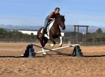 Draft Horse Mix, Castrone, 9 Anni, 152 cm, Pezzato