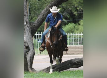 Draft Horse Mix, Castrone, 9 Anni, 152 cm, Pezzato