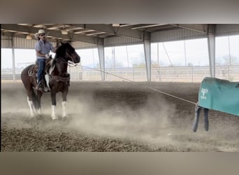 Draft Horse Mix, Castrone, 9 Anni, 152 cm, Pezzato