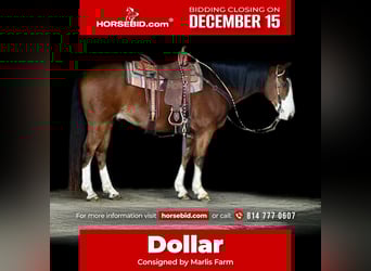 Draft Horse Mix, Castrone, 9 Anni, 155 cm, Baio ciliegia