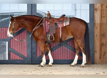 Draft Horse Mix, Castrone, 9 Anni, 155 cm, Baio ciliegia
