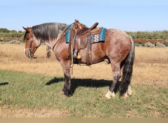 Draft Horse Mix, Castrone, 9 Anni, 157 cm, Baio roano