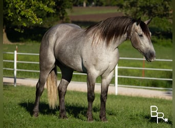 Draft Horse, Castrone, 9 Anni, 157 cm, Grigio pezzato