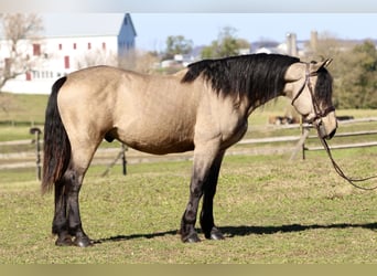 Draft Horse, Castrone, 9 Anni, 157 cm, Pelle di daino