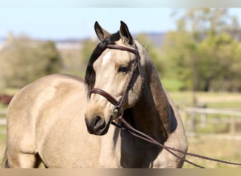 Draft Horse, Castrone, 9 Anni, 157 cm, Pelle di daino