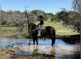 Draft Horse, Castrone, 9 Anni, 160 cm, Morello