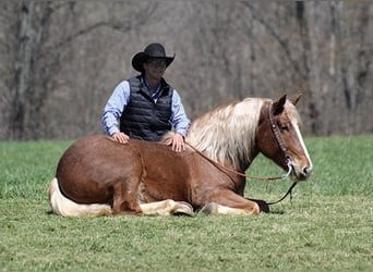 Draft Horse, Castrone, 9 Anni, 160 cm, Sauro ciliegia