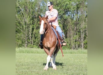Draft Horse, Castrone, 9 Anni, 160 cm, Sauro ciliegia