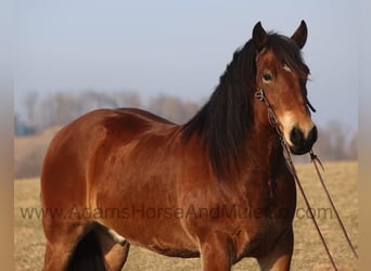 Draft Horse, Castrone, 9 Anni, 163 cm, Baio ciliegia