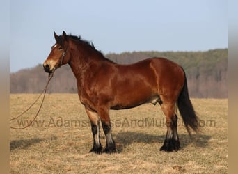 Draft Horse, Castrone, 9 Anni, 163 cm, Baio ciliegia