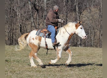 Draft Horse, Castrone, 9 Anni, 163 cm, Overo-tutti i colori