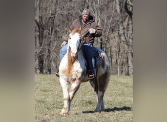 Draft Horse, Castrone, 9 Anni, 163 cm, Overo-tutti i colori