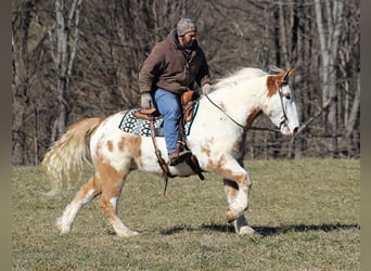 Draft Horse, Castrone, 9 Anni, 163 cm, Overo-tutti i colori