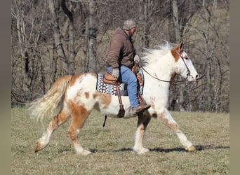 Draft Horse, Castrone, 9 Anni, 163 cm, Overo-tutti i colori