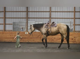 Draft Horse Mix, Castrone, 9 Anni, 163 cm, Pelle di daino