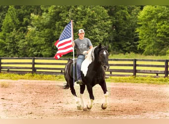 Draft Horse Mix, Castrone, 9 Anni, 163 cm, Pezzato