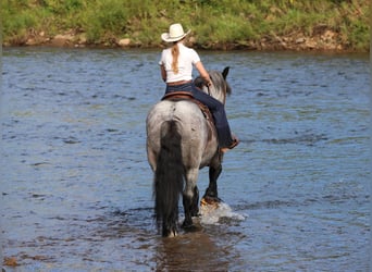 Draft Horse Mix, Castrone, 9 Anni, 163 cm, Roano blu