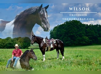 Draft Horse Mix, Castrone, 9 Anni, 170 cm, Morello