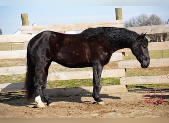 Draft Horse Mix, Castrone, 9 Anni, 173 cm, Morello