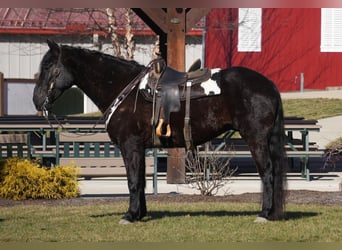 Draft Horse Mix, Castrone, 9 Anni, 173 cm, Morello