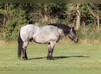 Draft Horse Mix, Castrone, 9 Anni, 173 cm, Roano blu