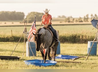 Draft Horse Mix, Castrone, 9 Anni, 173 cm, Roano blu